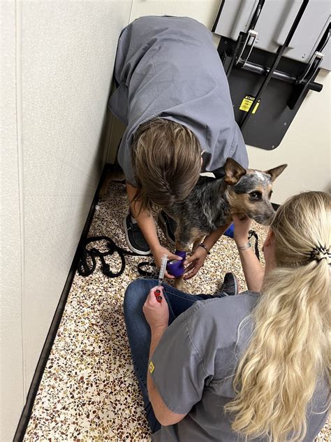 Decatur vet - VIP Petcare offers vet-recommended vaccines and minor ear and eye care at an affordable price. Visit us for your pet care needs. No appointment needed! Home. Our Services. ... Decatur. vet clinic. Clinic Schedule. Upcoming Community Clinics. Mar 17, 2024 10:00AM - 11:30AM. April 14, 2024 10:00AM - 11:30AM.